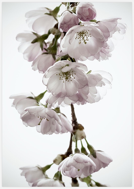 Cherry Blossom 3