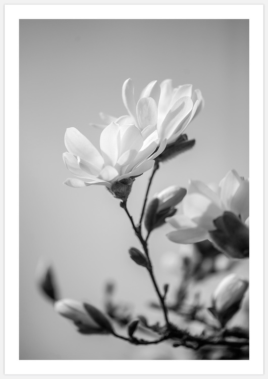Magnolia, black & white Art Print