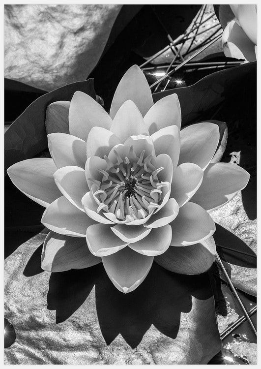 Water Lily Art, black & white