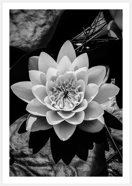 Water Lily Art, black & white
