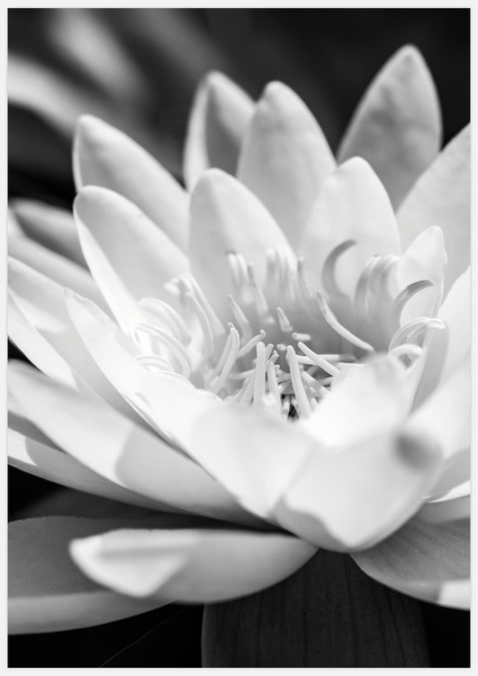 White Water Lily