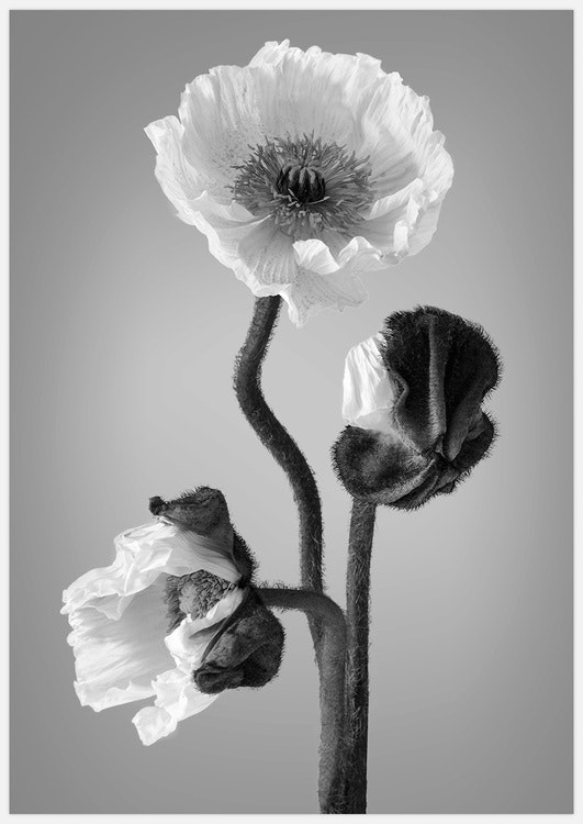 Poppy black & white