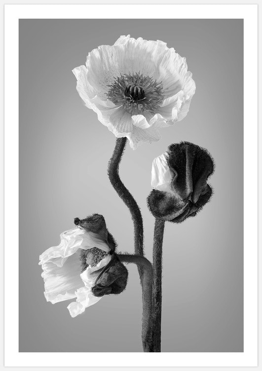 Poppy black & white