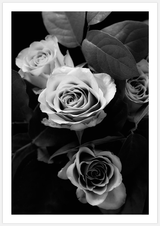 Classic Roses black & white