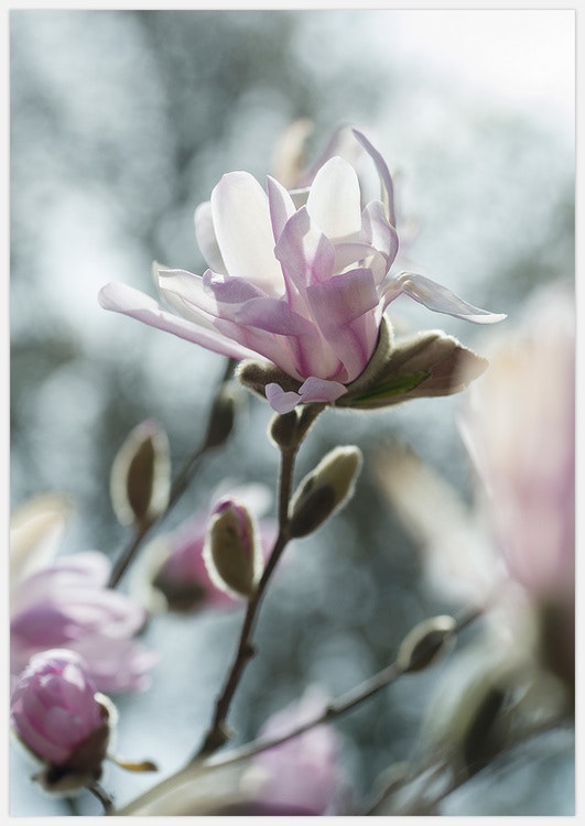 Pink Magnolia