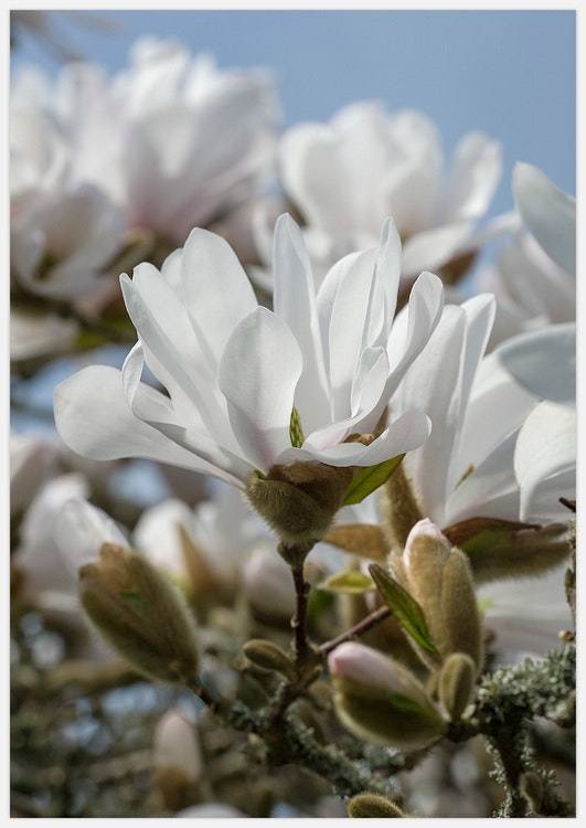 White Magnolia