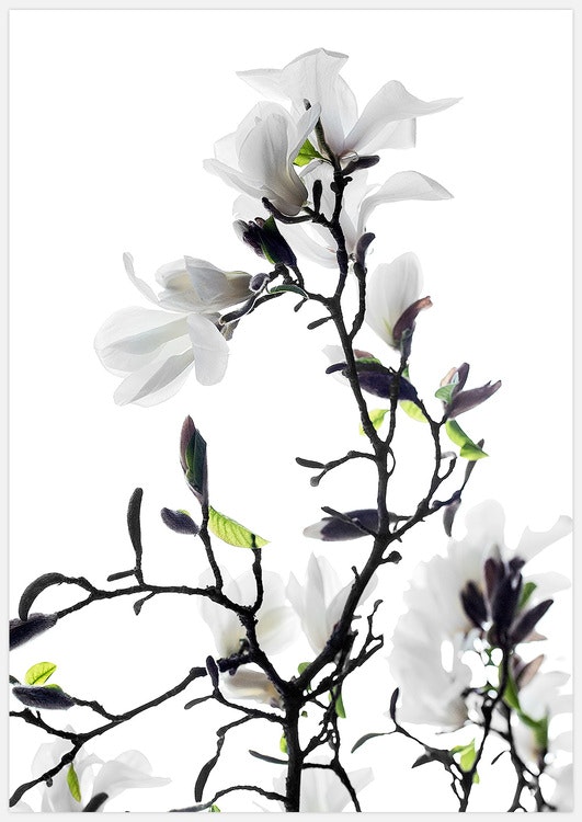 White Magnolia