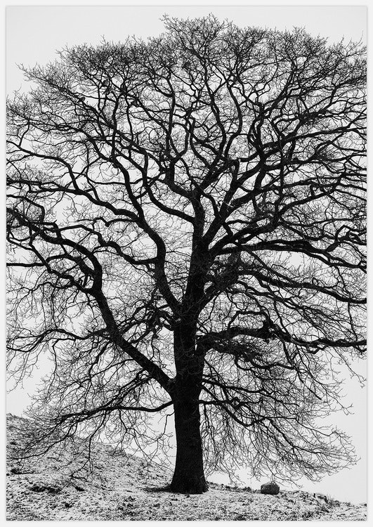 Winter Tree