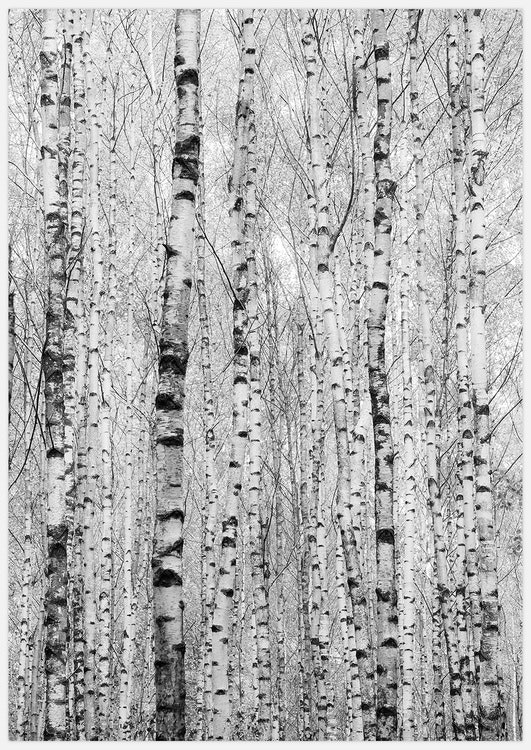 Birch Trunks