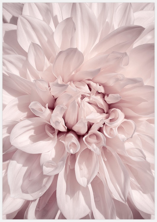 Pink Dahlia