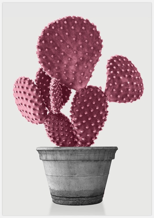 Pink Cactus 2