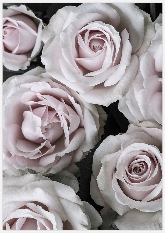 Pink Roses 4