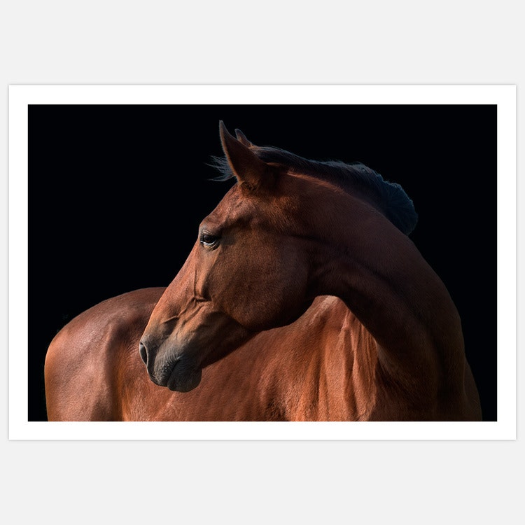 Beautiful Horse