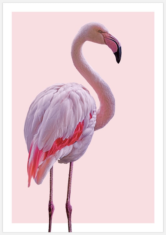 Flamingo 2