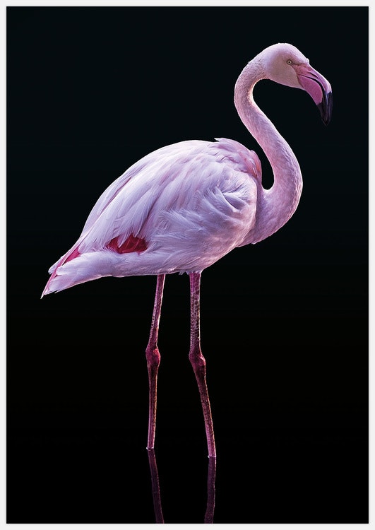 Flamingo on black
