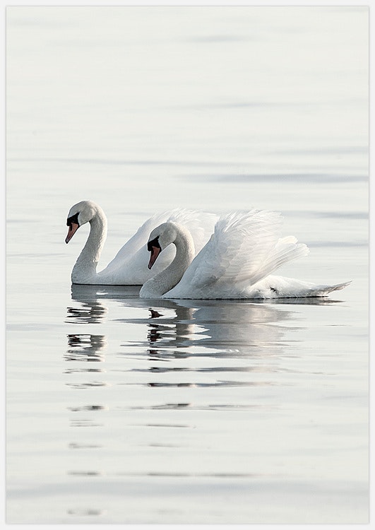 Swan Love