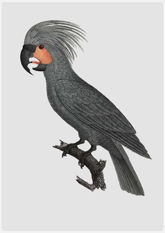 Grey Parrot