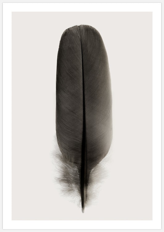 Black Feather