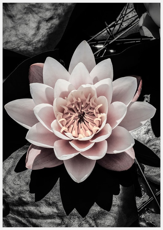 Water Lily Art
