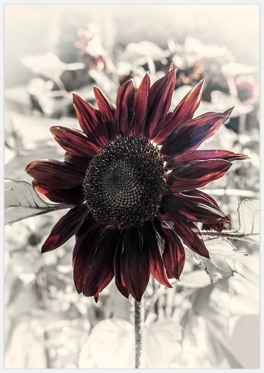 Red Sunflower