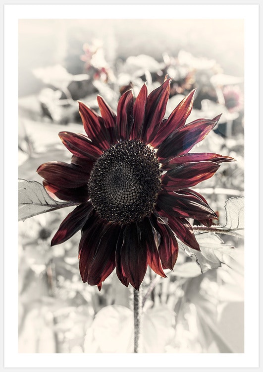 Red Sunflower