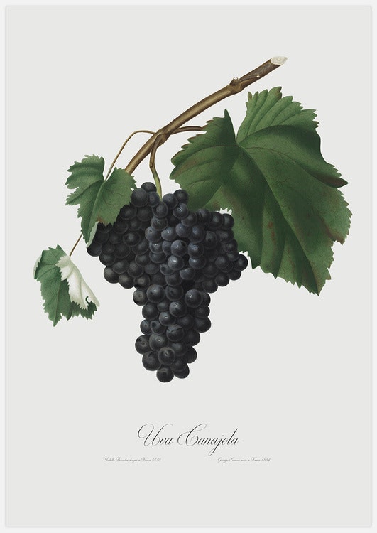 Blue Grapes