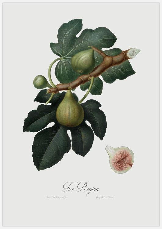 Fig