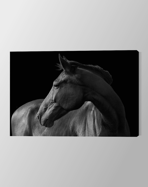 Horse black & white Canvas Print