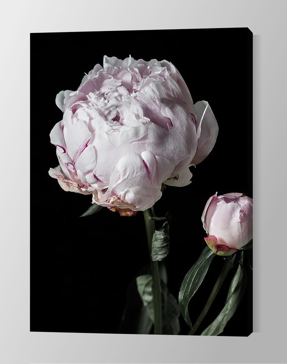 Peony Bud Canvas Print