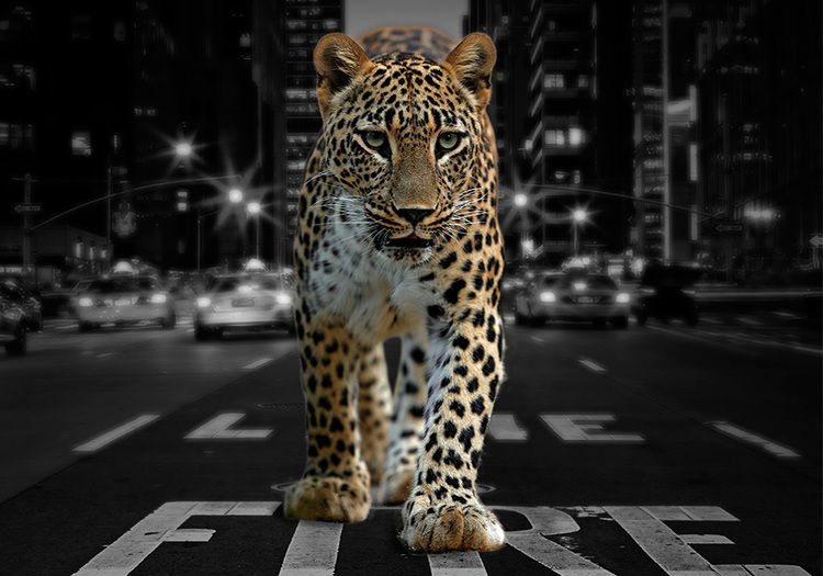 City Leopard Canvas Print