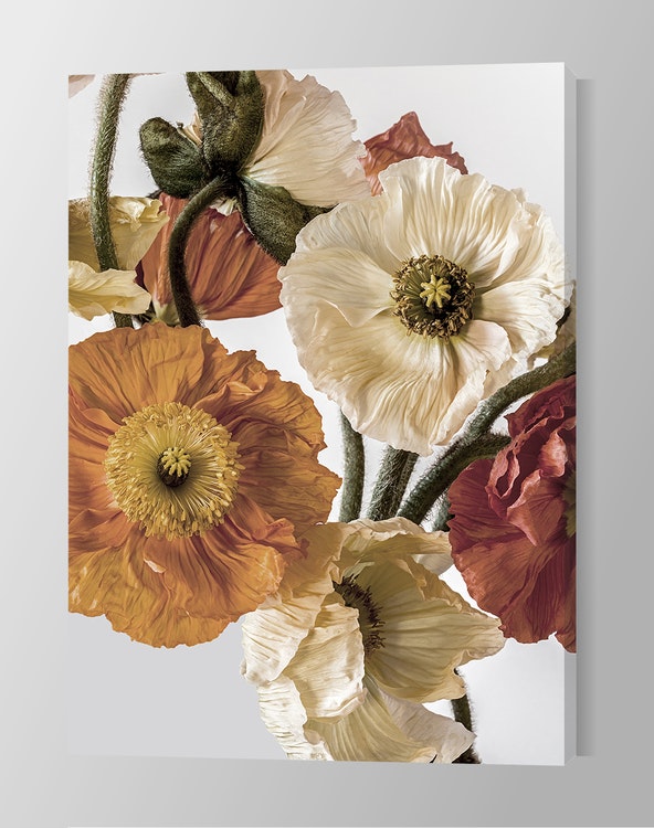 Light-colour Poppies 2 Canvas Print