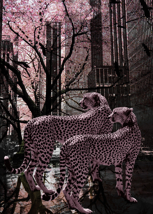 Pink Gepards Canvas Print