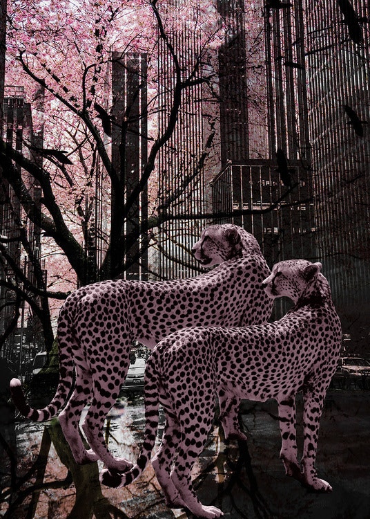 Pink Cheetah Canvas Print