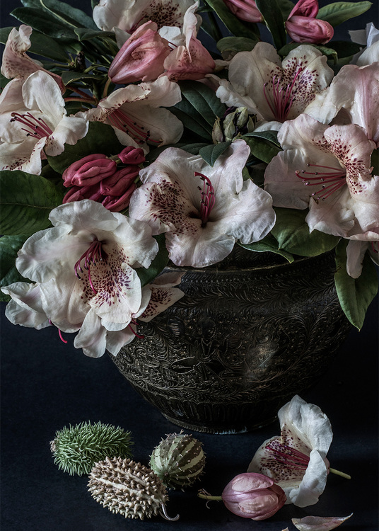 Rhododendron Wardii Canvas Print