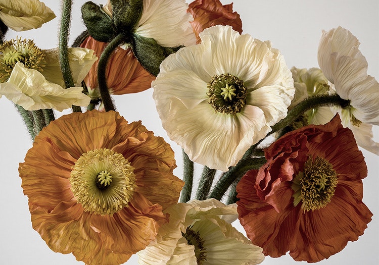 Light-colour Poppies Canvas Print