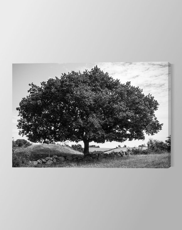 Amazing Tree Canvas Print