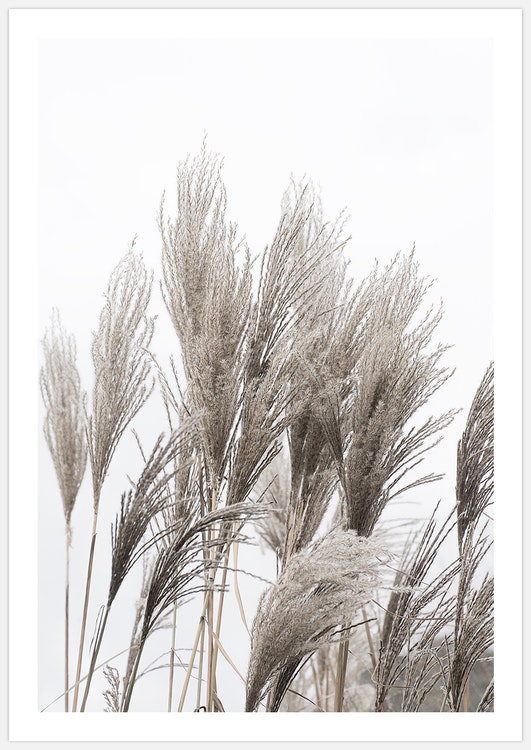 Gallery Wall Reeds – Fine Art Prints