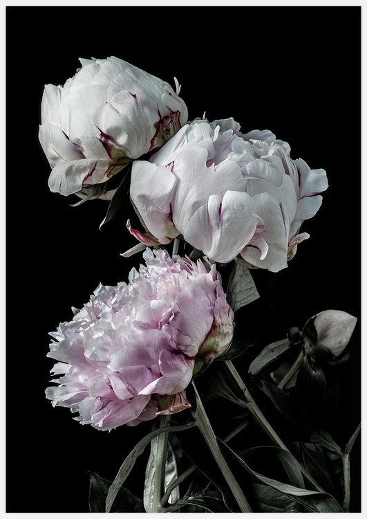 Gallery Wall Peony Dream – Fine Art Prints