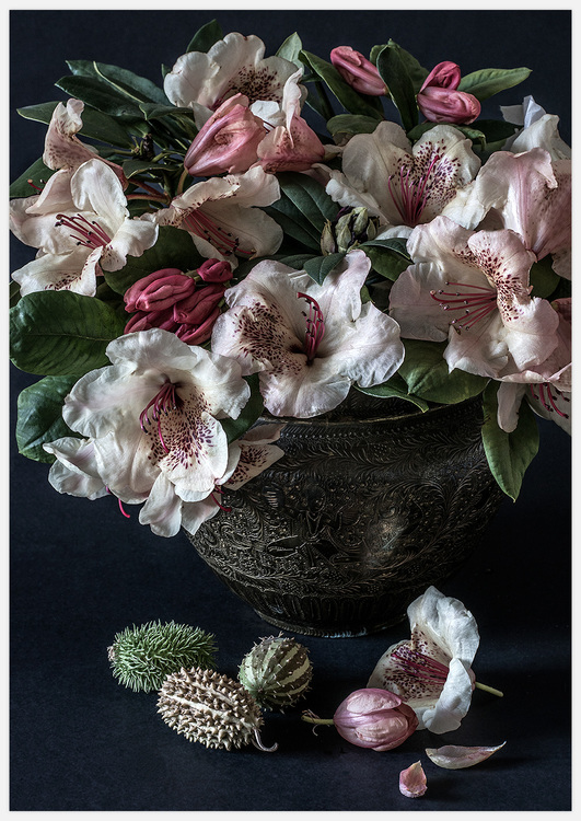 Gallery Wall Rhododendron Wardii – Fine Art Print