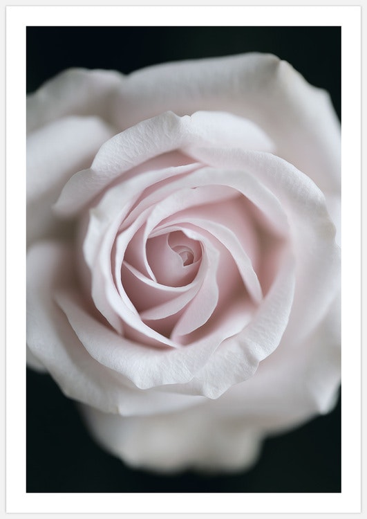 Gallery Wall Roses on black – Fine Art Print