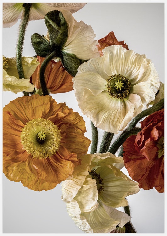 Gallery Wall Light-coloured Poppies 2 – Fine Art Print