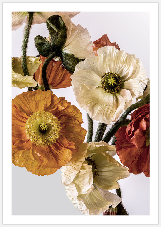 Gallery Wall Light-coloured Poppies 2 – Fine Art Print