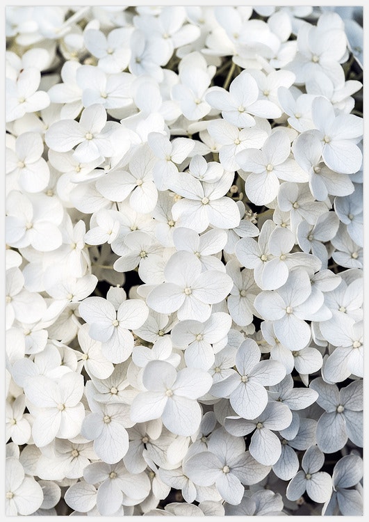 Gallery Wall White Flowers – Fine Art Prints