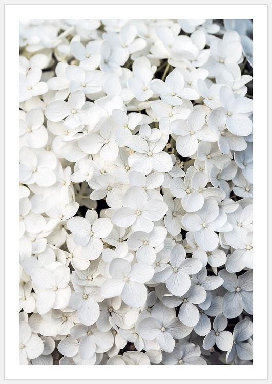 Gallery Wall White Flowers – Fine Art Prints