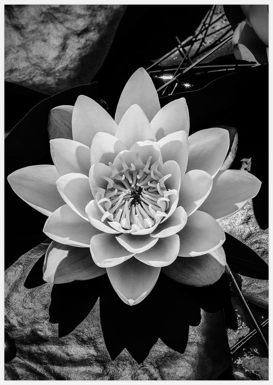 Gallery Wall Water Lilies – FIne Art Prints