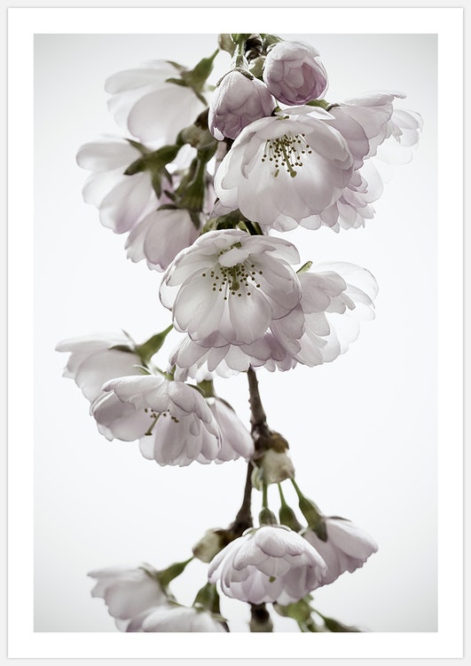 Gallery Wall Cherry Blossom Art Prints