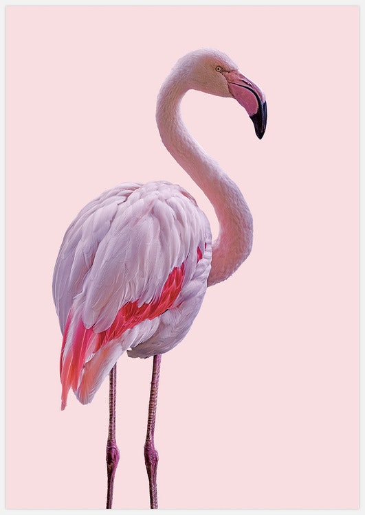 Gallery Wall Pink Flamingos – Fine Art Prints