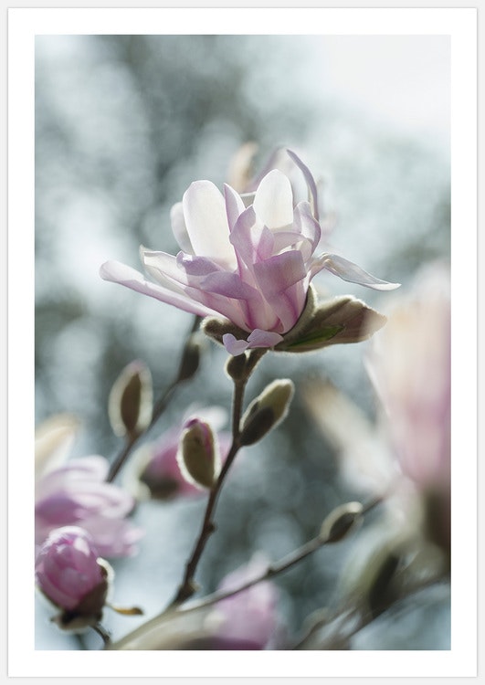 Gallery Wall Magnolia Love – Fine Art Prints