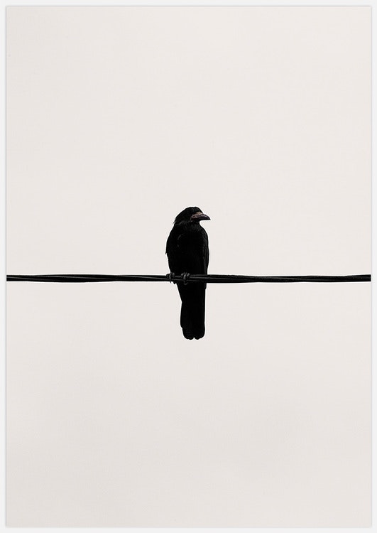 Crow on a wire