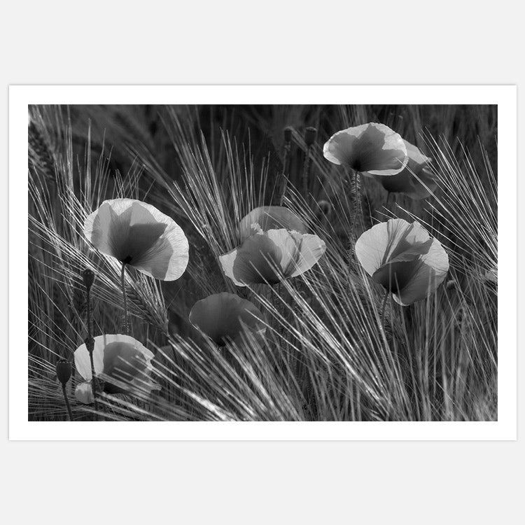 Poppy Summer black & white